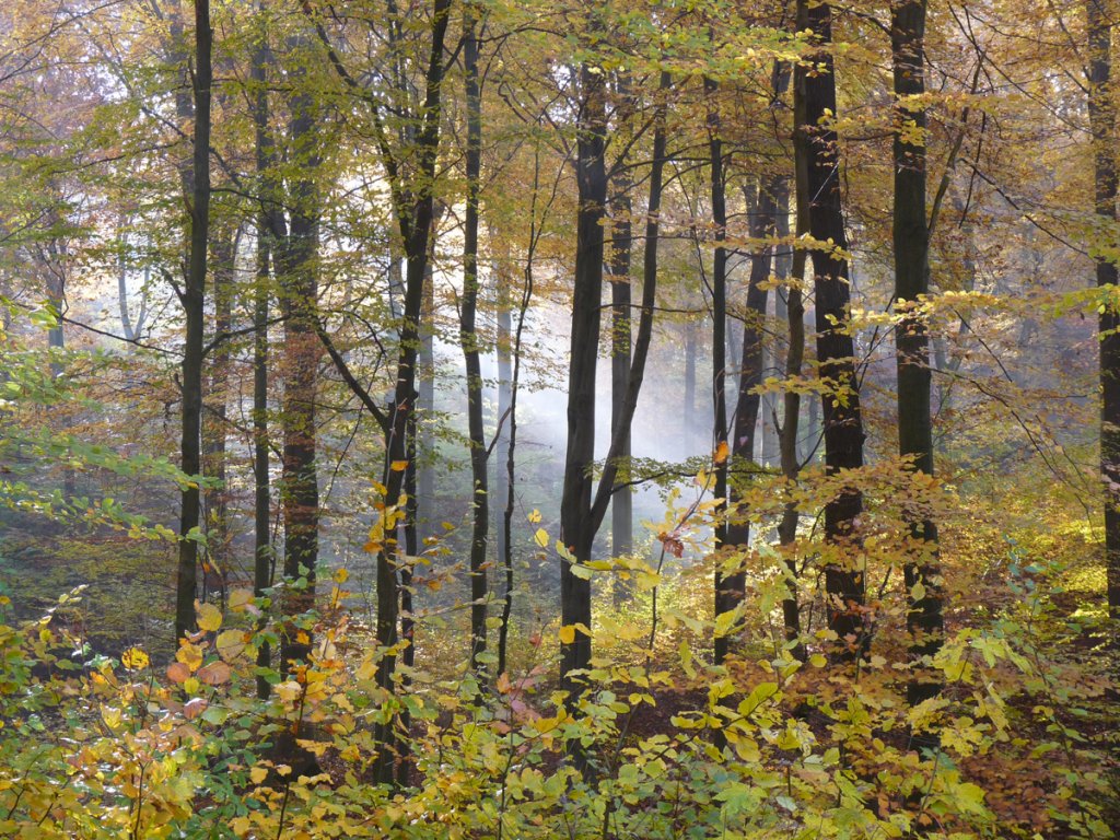 Herbstlicher Karstbuchenwald